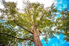 Lawn Renovation and Restoration in Chippewa Falls, WI