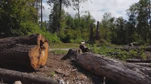 Best Emergency Tree Removal Services  in Chippewa Falls, WI