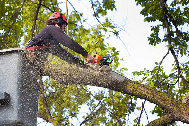 Best Lawn Pest Prevention  in Chippewa Falls, WI